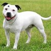 White Staffy Dog paint by numbers
