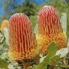 Aesthetic Banksias paint by numbers