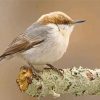 Brown Headed Nuthatch paint by numbers
