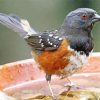 Aesthetic Towhee paint by numbers