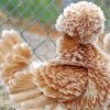Beautiful Frizzle Chicken paint by numbers