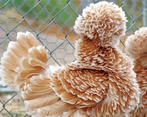 Beautiful Frizzle Chicken paint by numbers