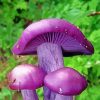 Beautiful Purple Mushroom paint by number