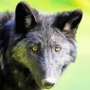 Black Eastern Wolf paint by numbers