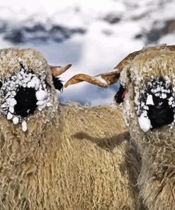 Cute Blacknose Sheep In Snow paint by numbers