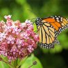 Butterfly On Milkweed Paint By Numbers