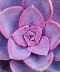 Pink Succulent Plant paint by numbers