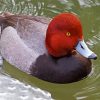 Redhead Bird Duck paint by numbers