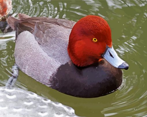 Redhead Bird Duck paint by numbers