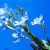 White Oleanders paint by number