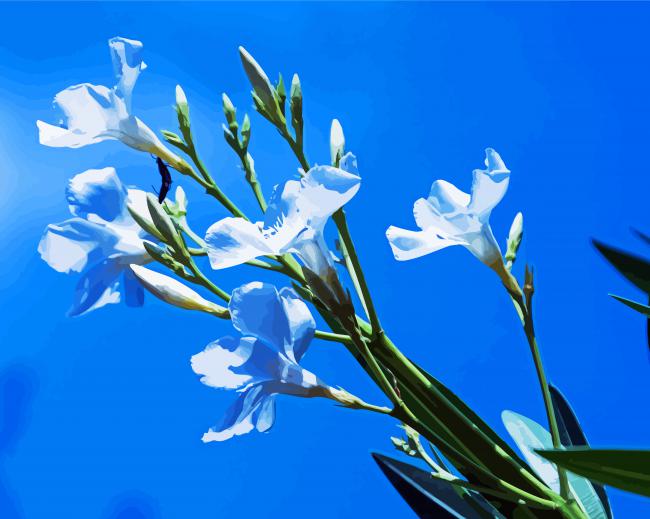 White Oleanders paint by number