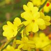 Yellow Winter Jasmine paint by numbers