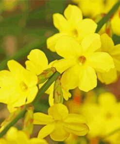 Yellow Winter Jasmine paint by numbers