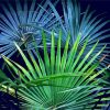 Aesthetic Palm Frond Paint By Number