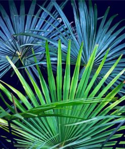 Aesthetic Palm Frond Paint By Number