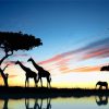 African Animals Silhouette Landscape Paint By Number