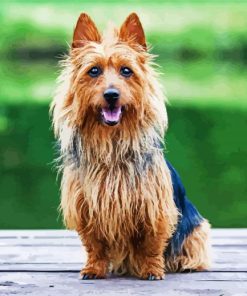 Australian Terrier Paint By Number