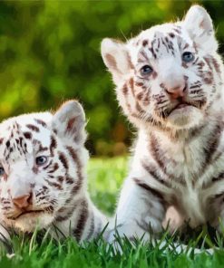 Baby White Tigers Paint By Numbers