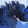 Black Cockatoo Bird Paint By Numbers