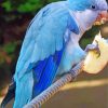 Blue Quaker Parrot Eating Paint By Number