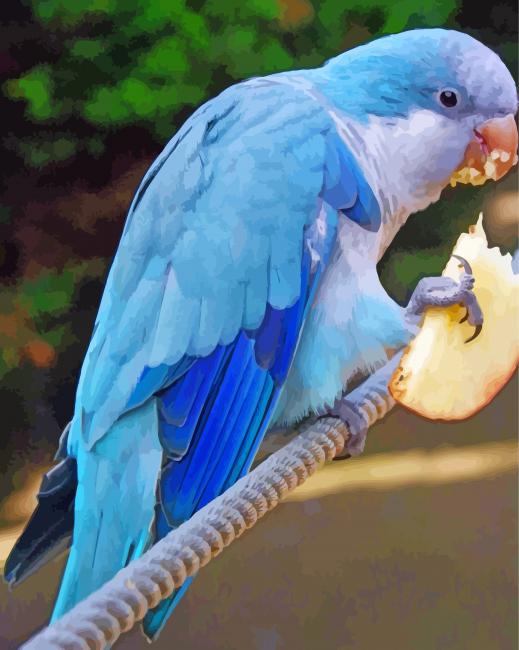 Blue Quaker Parrot Eating Paint By Number