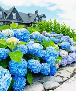 Blue Hydrangeas Paint By Numbers