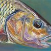 Chub Fish Close Up Paint By Numbers