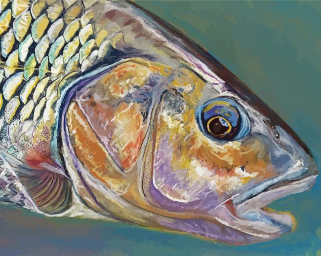 Chub Fish Close Up Paint By Numbers