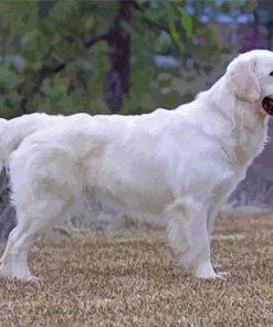 English Golden Retriever Paint By Numbers