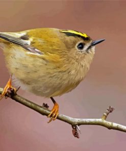 Goldcrest On Stick Paint By Numbers