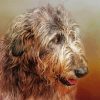 Irish Wolfhound Head Paint By Number