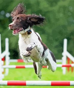 Jumping Dog Agility Paint By Number