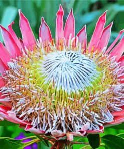 King Protea Paint By Number