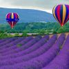 Lavender Hot Air Balloons Paint By Number