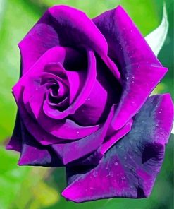 Purple Rose Paint By Number