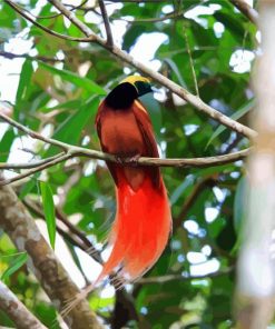 Raggiana Bird Of Paradise Paint By Numbers