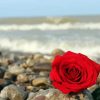 Red Roses And Beach Paint By Number