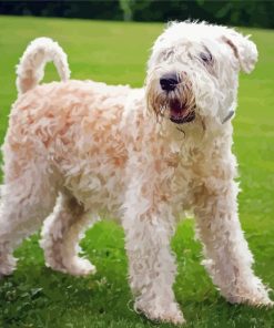 Soft Wheaten Paint By Numbers