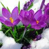 Spring Flower In Snow Paint By Number
