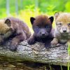 Three Wolf Pups Paint By Number