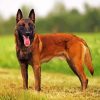 Aesthetic Belgian Malinois Paint By Number