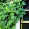 Aesthetic Green Vines Plants Paint By Number