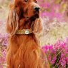 Aesthetic Red Setter Paint By Number