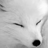 Aesthetic Black And White Fox Paint By Number