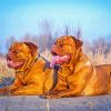 Aesthetic Bordeaux Dog Paint By Number