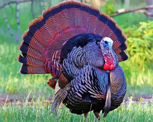 Beautiful Turkey Bird - Paint By Numbers - PremiumPaintByNumbers.COM