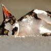 Black And White Cat Devon Rex Paint By Number