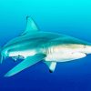 Blacktip Shark Paint By Number