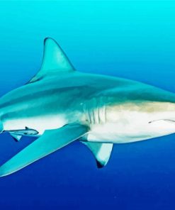 Blacktip Shark Paint By Number