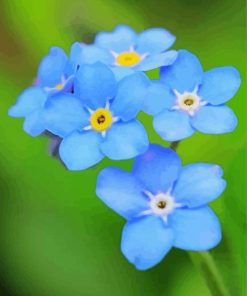 Blue Forget Me Not Flowers Paint By Numbers
